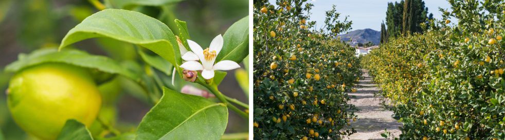 brote floral y limoneros