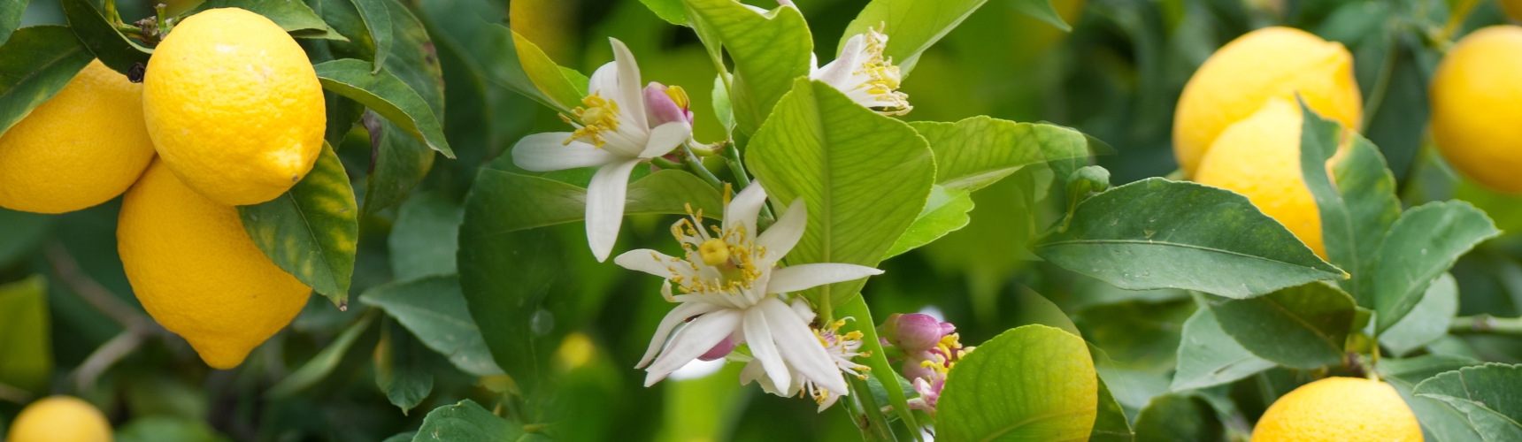 flor de limonero